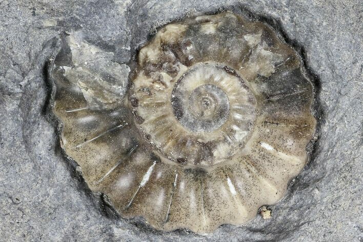Ammonite (Promicroceras) Fossil - Lyme Regis #103023